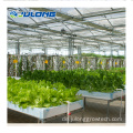 NFT Hydroponic Channel Hydroponic Gewächshausausrüstung